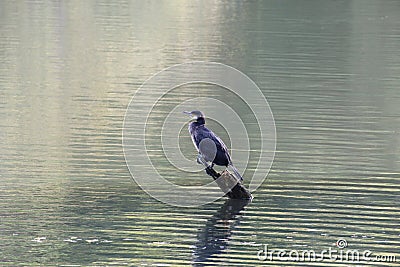 An extremely rare Double Crested Cormorant - Perched on a log in a lake Stock Photo