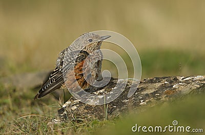 An extremely rare juvenile Rock Thrush Monticola saxatilis perched on a rock in Wales, UK. Stock Photo