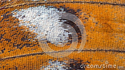 Extrime close-up of butterfly wing orange texture Stock Photo