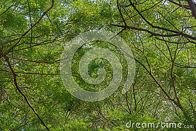 An Exuberant Interweaving of Branches and Foliage of Trees Formed a Kind of Green Embossed Dome Stock Photo