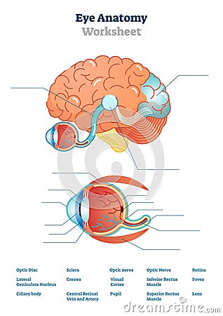 Eye anatomy blank worksheet, printable test illustrations Vector Illustration