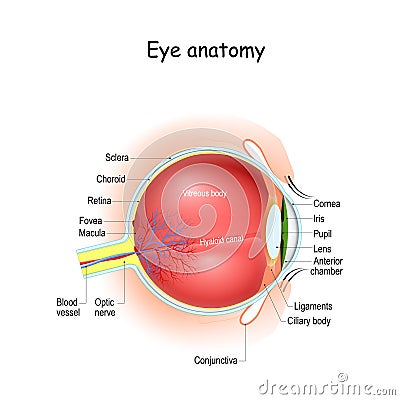 Eye anatomy. Cross section of eyeball, eyelids, and Optic nerve Vector Illustration