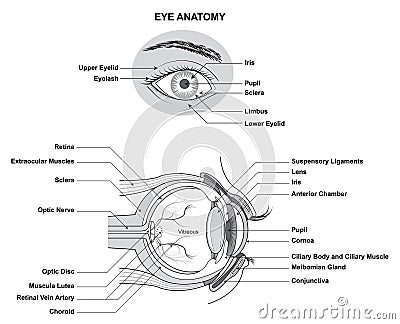 Eye Anatomy. Anatomy of the Human Eye. Structure and Function of the Human Eye with the name and description of all sites Vector Illustration