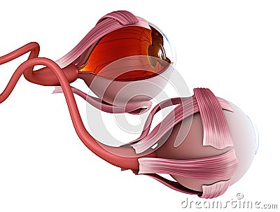 Eye anatomy - inner structure, Medically accurate illustration Cartoon Illustration