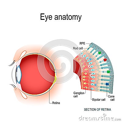 Eye anatomy. Rod cells and cone cells Vector Illustration