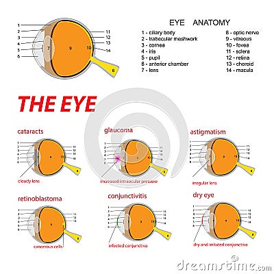 The eye anatomy Vector Illustration