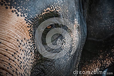 Eye of Asian Elephant Elephas maximus. Close Up View Stock Photo