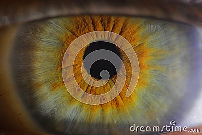 Eye ball Stock Photo