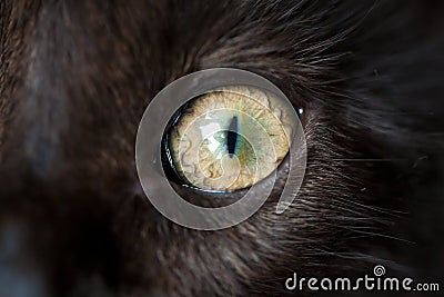 Eye of black cat. Macro Stock Photo