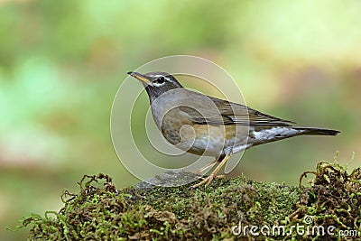 Eye-browed thrush Turdus obscurus grey to yellow bird with white line on its face standing on mossy rock in the wild Stock Photo