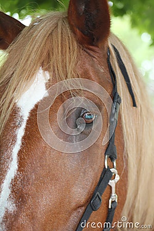 A horse is like a best friend Stock Photo