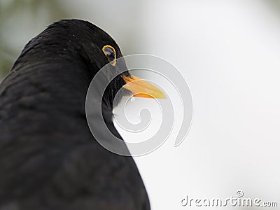 Eye of a Common Blackbird Stock Photo