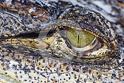 Eye of The Crocodile Stock Photo