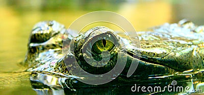 Eye of crocodile (indian gavial) Stock Photo