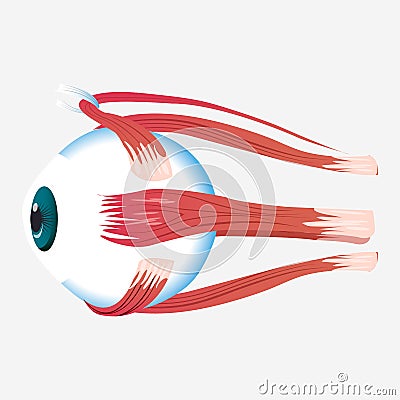 Eye cross muscle icon, cartoon style Vector Illustration