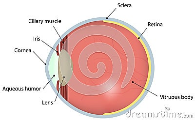 Eye Cross Section Labeled Diagram Vector Illustration