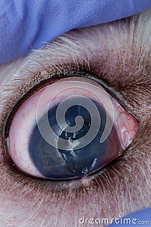 Eye of a dog with deep corneal ulcer closeup Stock Photo