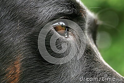 Eye dogs, visual perception. Stock Photo