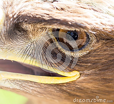 The eye of an eagle in nature Stock Photo