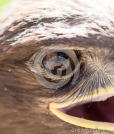 The eye of an eagle in nature Stock Photo