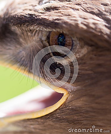 The eye of an eagle in nature Stock Photo