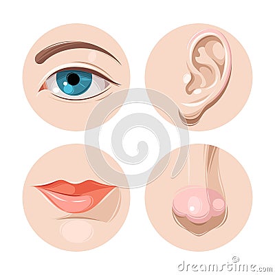 Eye, ear, mouth and nose Vector Illustration