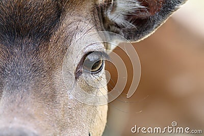 Eye of a fallow deer Stock Photo