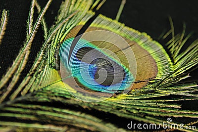 EYE FEATHERS, from peacocks, peafowls, symbolize beauty, confidence, and represent loyalty and power Stock Photo