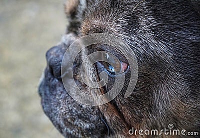 Eye of a frenchy, beautiful dog, puppy of French bulldog posing Concept of , pets love, animal life. looking at camera Stock Photo