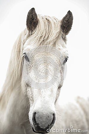 Eye of a Horse Stock Photo