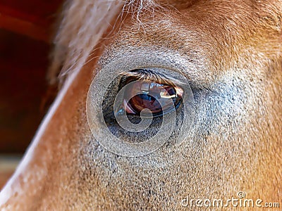 Eye of a horse closeup Stock Photo