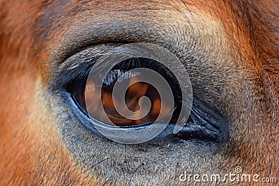 Eye of Horse, Fire Stock Photo