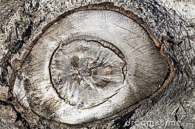 Eye knot on beech bark closeup Stock Photo