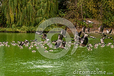 Eye level photograph of a flock of Canada goose Branta canadensis, Canada geese in flight over a lake Stock Photo