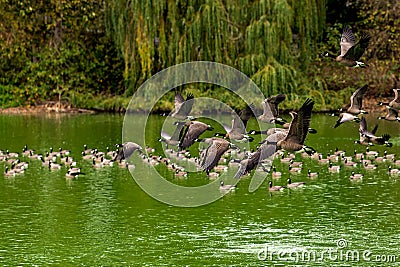 Eye level photograph of a flock of Canada goose Branta canadensis, Canada geese in flight over a lake Stock Photo