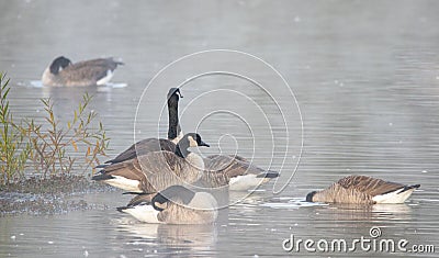 Eye-level shot of a group of Canada goose birds swimming peacefully in a lake water Stock Photo