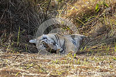 eye level shot of wild female bengal tiger or tigress or panthera tigris resting in shade in cold winter season safari at jim Stock Photo