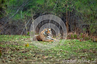 eye level shot of wild male bengal tiger or panthera tigris close up with eye contact in winter season safari natural green Stock Photo