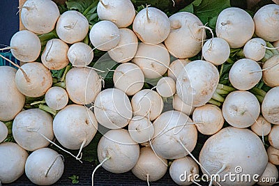 Eye-level view of bunches of freshly harvested white turnips Stock Photo