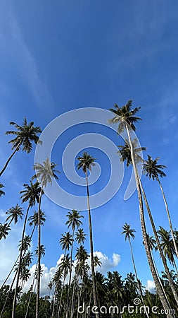 when the eye looks at the tip of a bunch of coconut trees Stock Photo