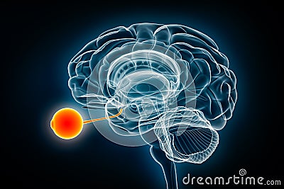 Eye and optic nerve x-ray view 3D rendering illustration. Human brain and visual system anatomy, medical, healthcare, biology, Cartoon Illustration