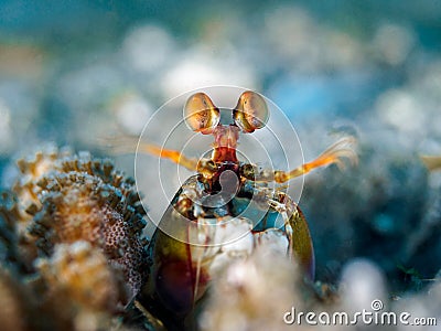 Mantis Shrimp Eye eye Stock Photo