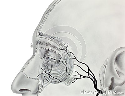 Eye - Proximal Muscles and Nerves Stock Photo