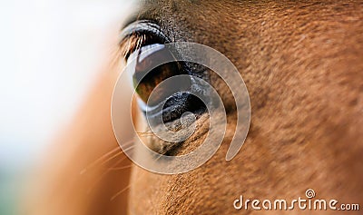 Eye of red horse closeup Stock Photo