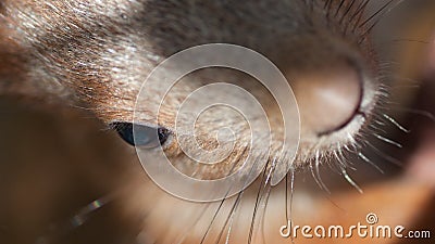 Eye of a red squirrel with nose hair Stock Photo