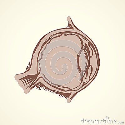 Eye section. Vector drawing Vector Illustration