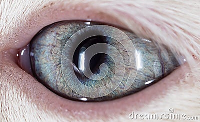 The eye of a small kitten . macro Stock Photo