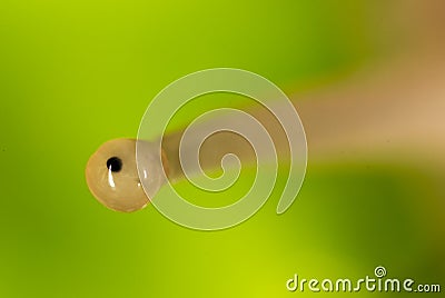 Eye snail in nature. super macro Stock Photo