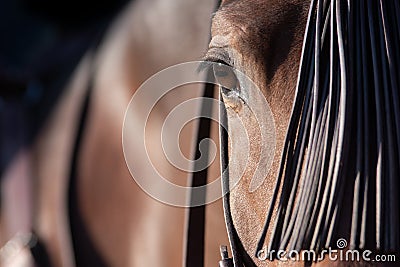 The eye of a spanish horse in Doma Vaquera Stock Photo