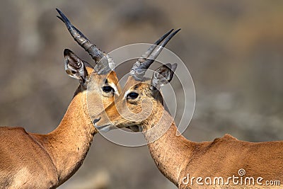 Eye Eye Impala Wildlife Stock Photo